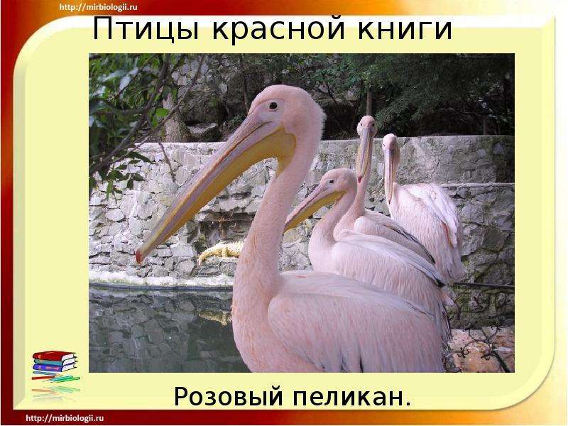 Презентация Птицы красной книги Розовый пеликан.