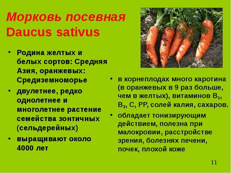 Морковь посевная Daucus
