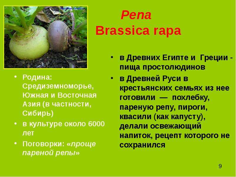 Репа Brassica rapa Родина