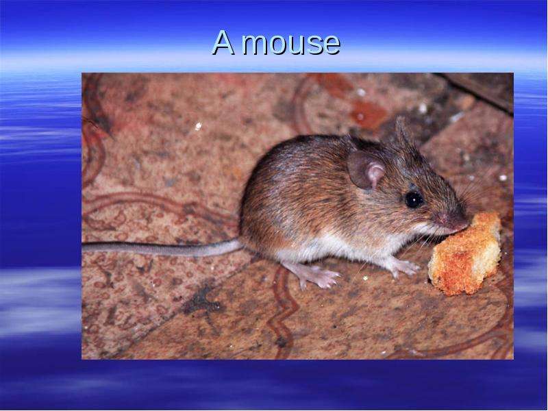 A mouse