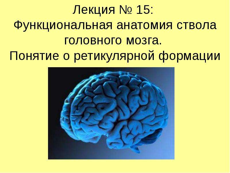 Презентация Лекция  15: Функциональная анатомия ствола головного мозга. Понятие о ретикулярной формации