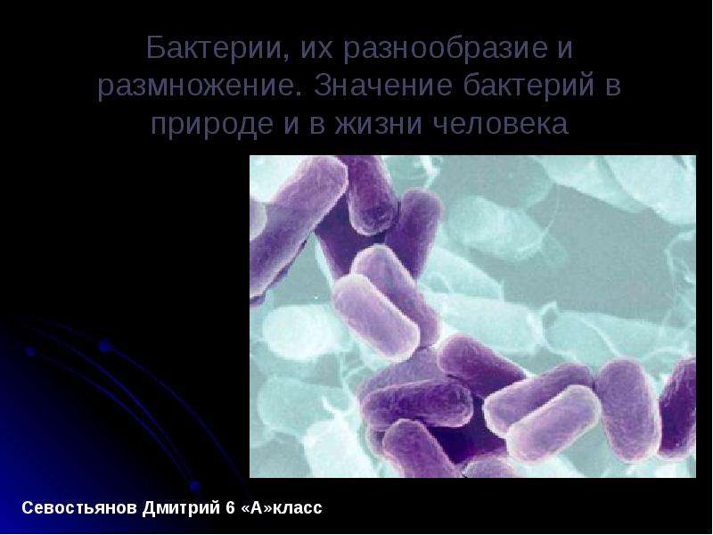 Презентация Бактерии, их разнообразие и размножение. Значение бактерий в природе и в жизни человека