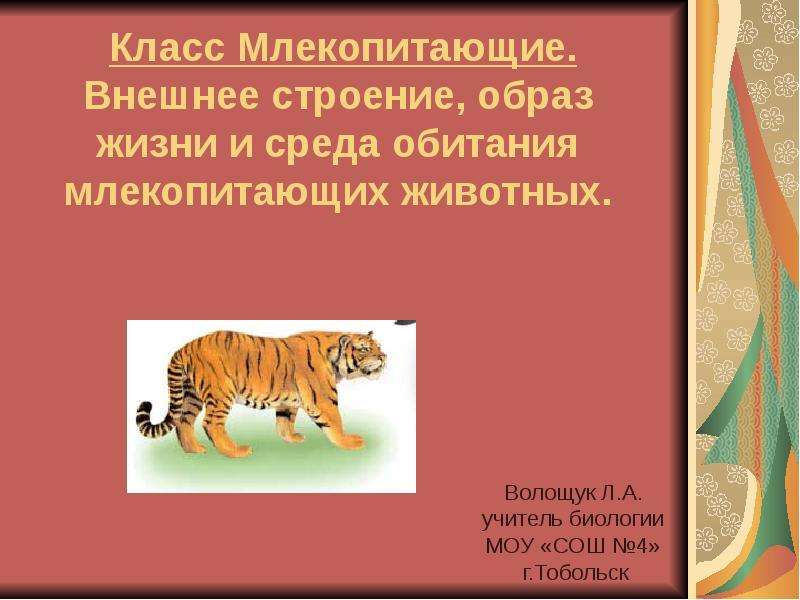 Презентация На тему Класс Млекопитающие. Внешнее строение, образ жизни и среда обитания млекопитающих животных.