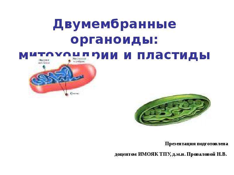 Презентация На тему "Двумембранные органоиды: митохондрии и пластиды" - скачать презентации по Биологии