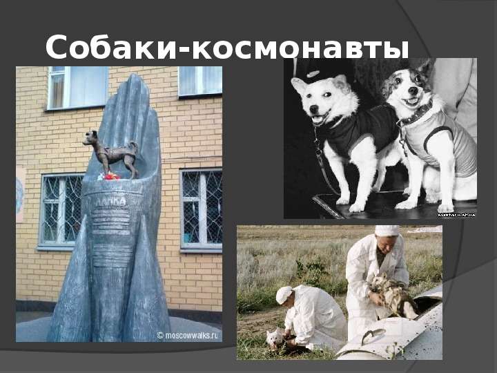Собаки-космонавты