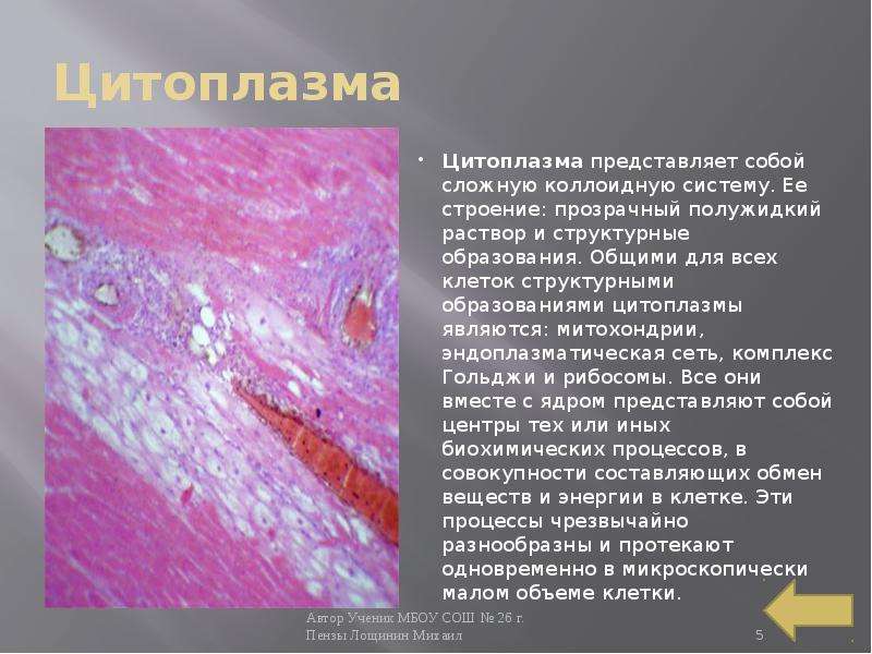 Цитоплазма Цитоплазма