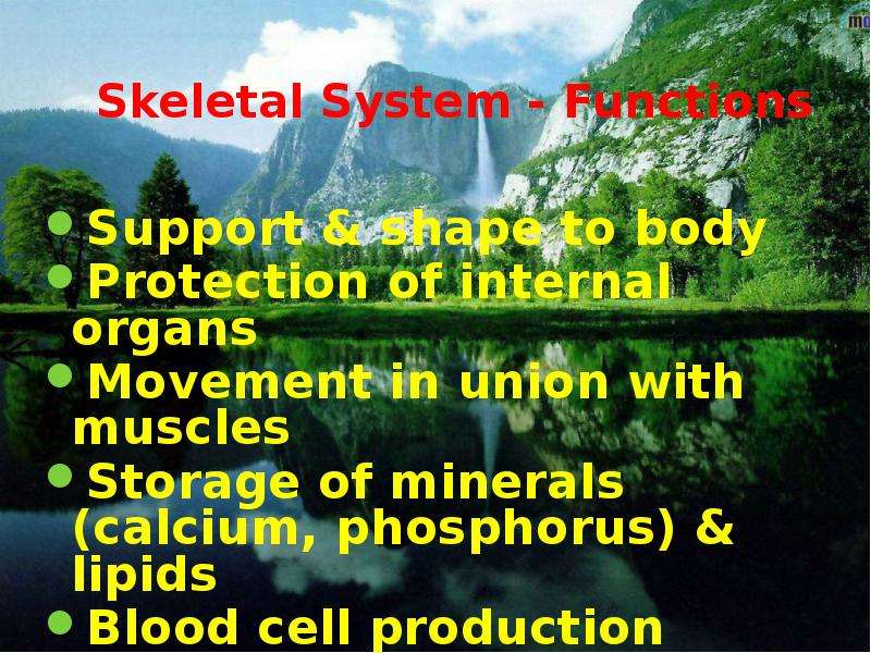 Skeletal System - Functions
