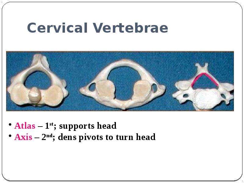 Cervical Vertebrae