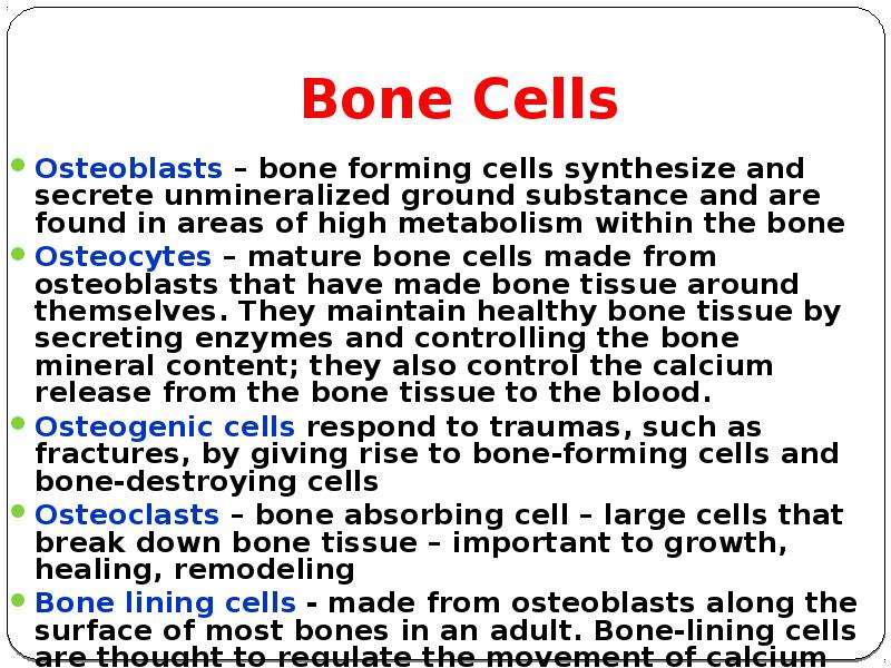 Bone Cells Osteoblasts bone