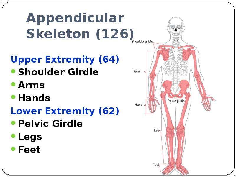 Appendicular Skeleton Upper