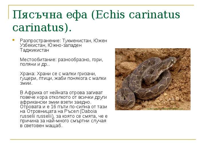 Пясъчна ефа Echis carinatus