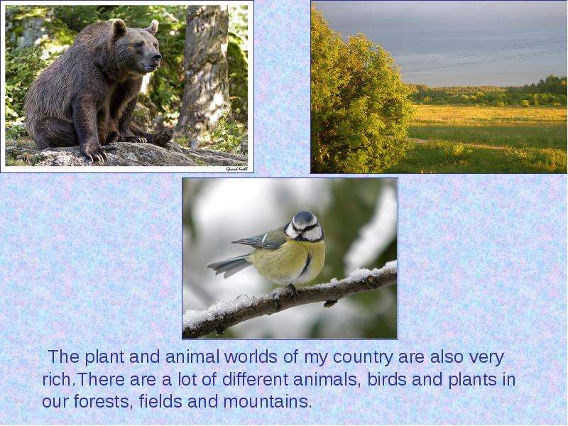 The plant and animal worlds