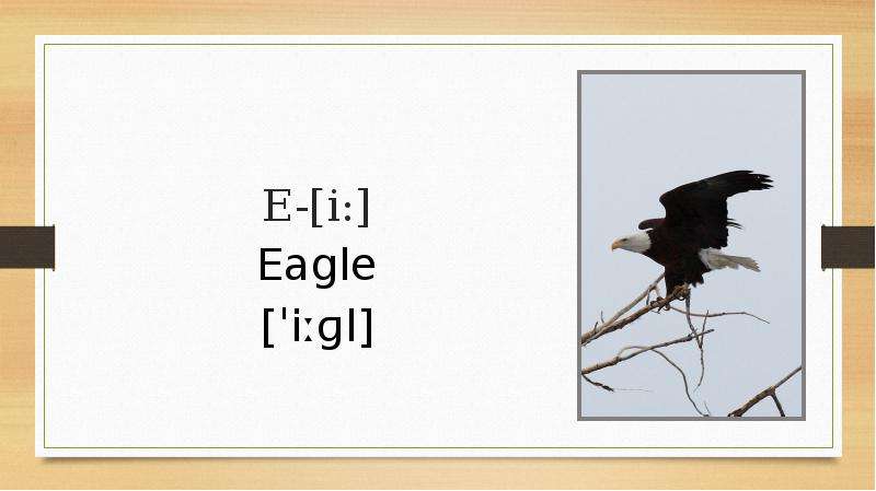 E- i Eagle il