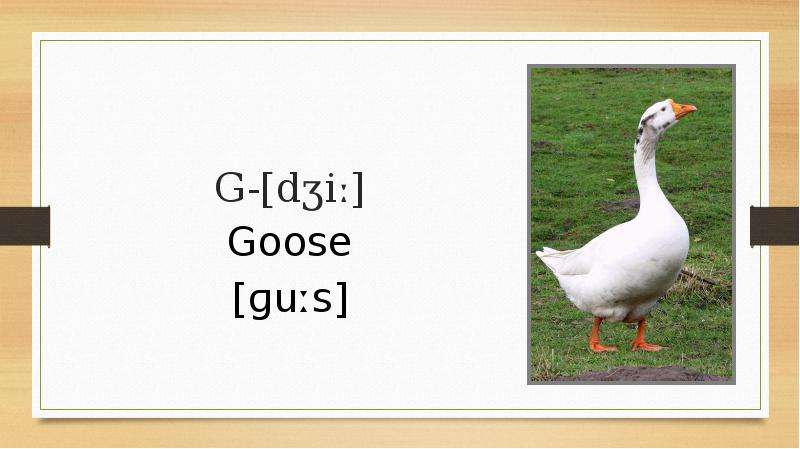 G- di Goose us