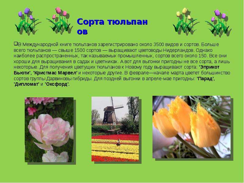 Сорта тюльпанов