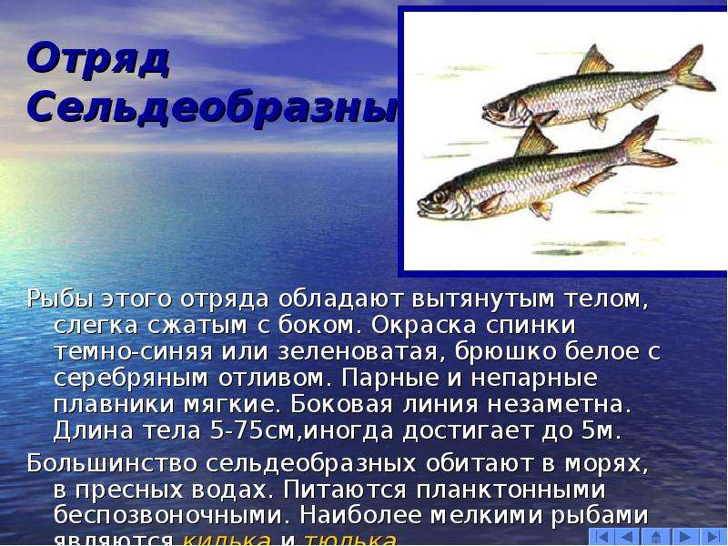 Отряд Сельдеобразные Рыбы