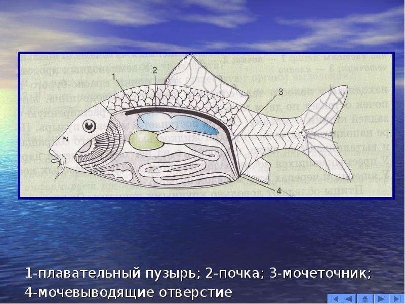 Выделительная система рыб