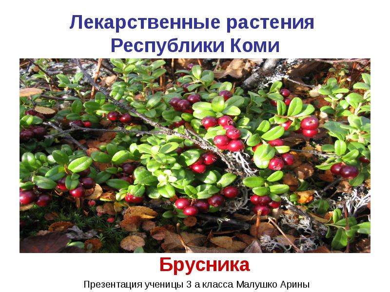 Презентация Лекарственные растения Республики Коми Брусника