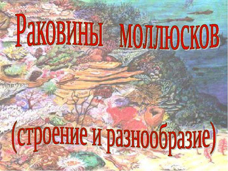 Презентация На тему "Раковины моллюсков" - скачать бесплатно презентации по Биологии