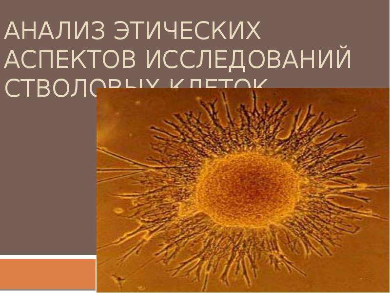 Презентация Анализ этических аспектов исследований стволовых клеток