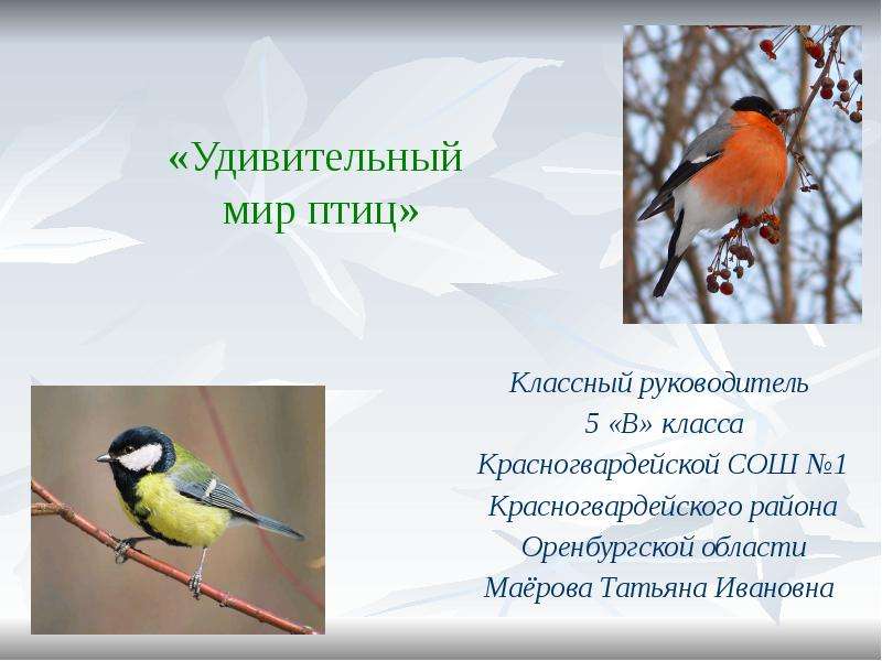 Презентация На тему "Удивительный мир птиц" - скачать презентации по Биологии