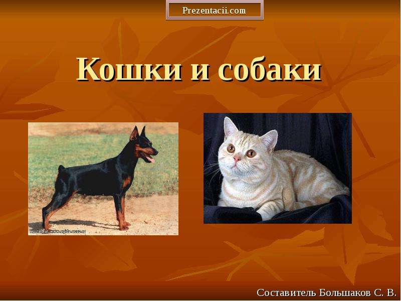 Презентация Кошки и собаки Составитель Большаков С. В.
