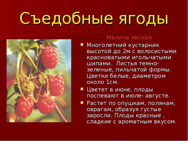 Съедобные ягоды Малина лесная