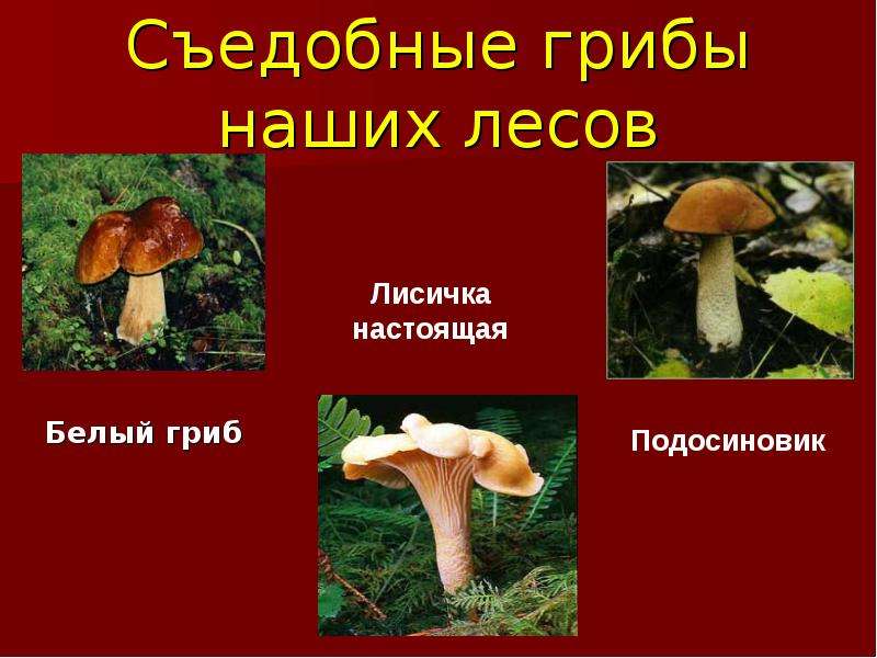 Съедобные грибы наших лесов
