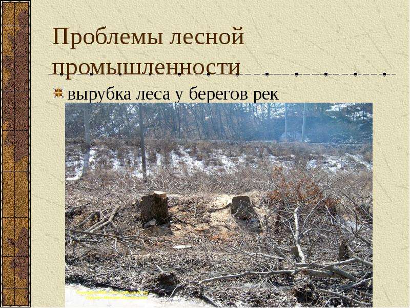 Проблемы лесной