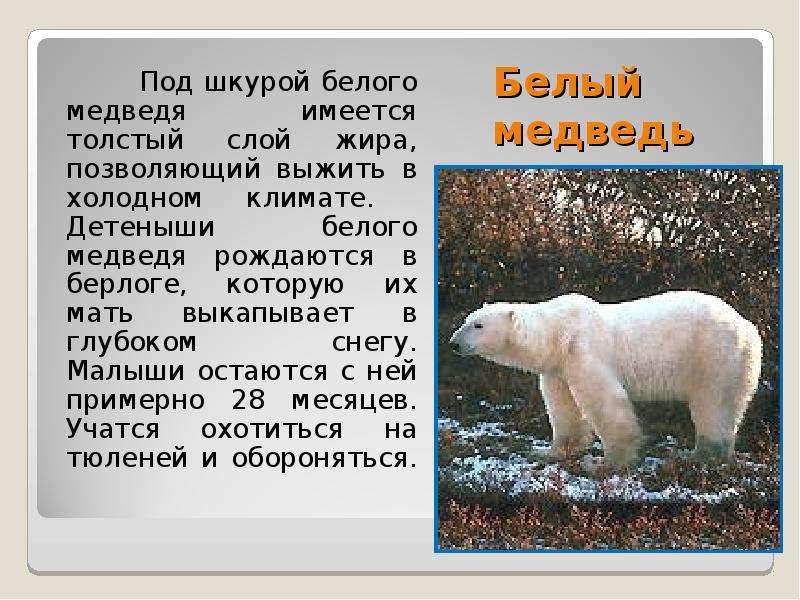 Белый медведь Под шкурой