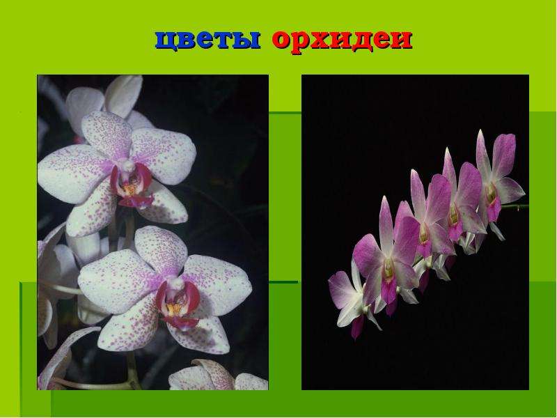цветы орхидеи