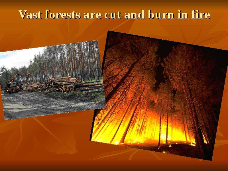 Vast forests are cut and burn
