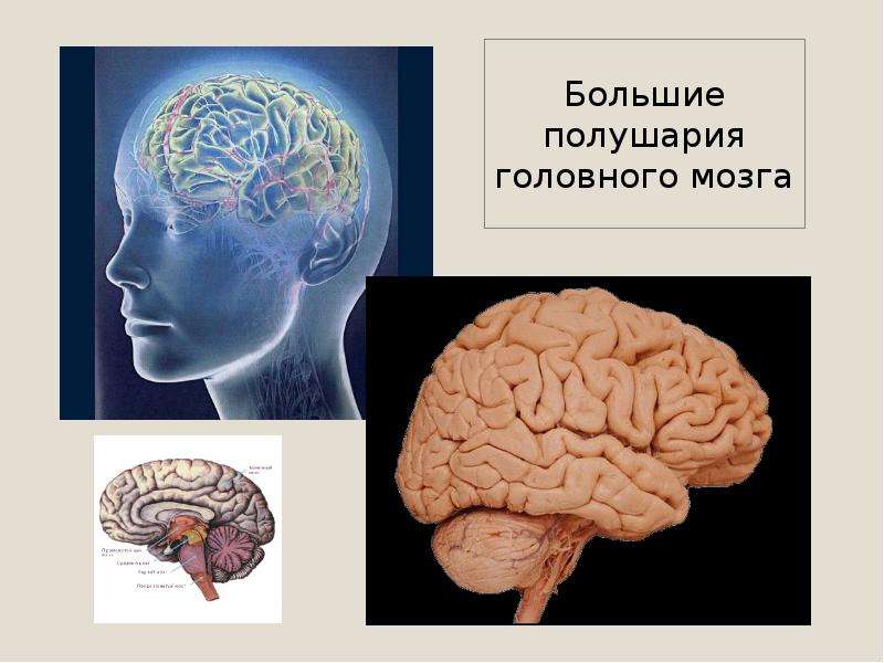 Презентация На тему "Большие полушария головного мозга" - скачать презентации по Биологии