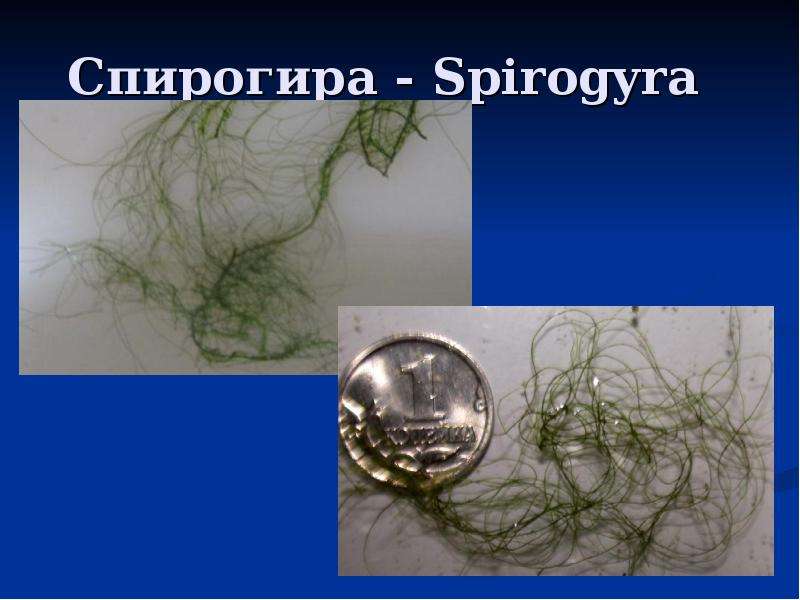 Спирогира - Spirogyra