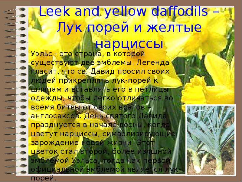 Leek and yellow daffodils Лук