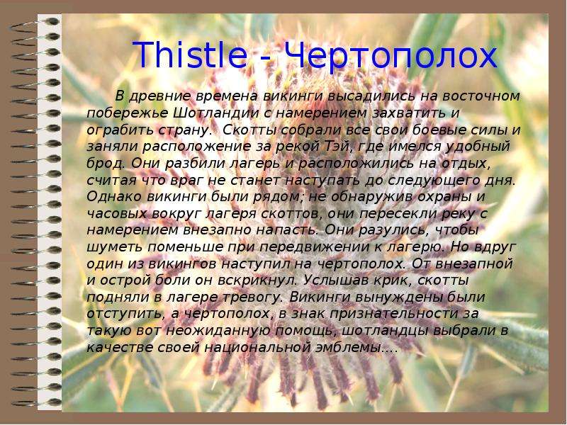 Thistle - Чертополох В