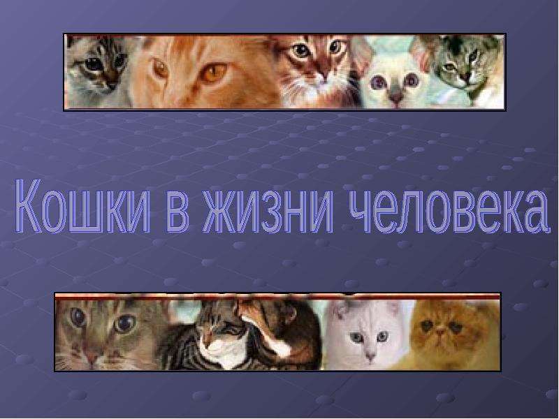Презентация "Кошки в жизни человека" - скачать презентации по Экологии