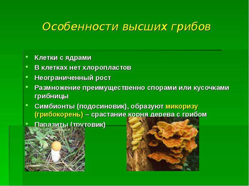 Особенности высших грибов