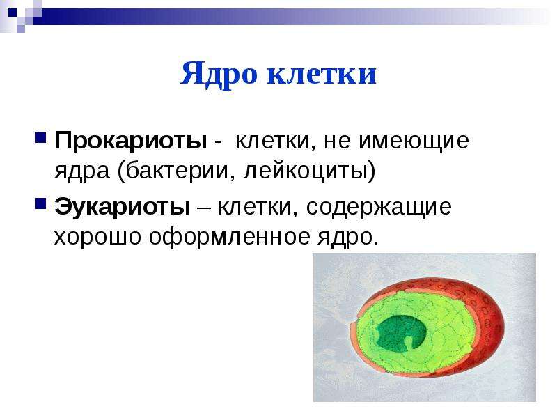 Ядро клетки Прокариоты -