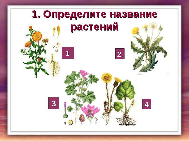 . Определите название растений