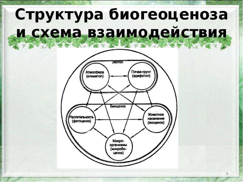 Структура биогеоценоза и