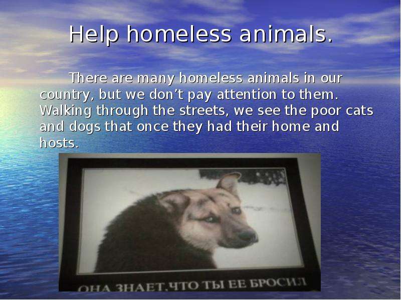 Help homeless animals. There
