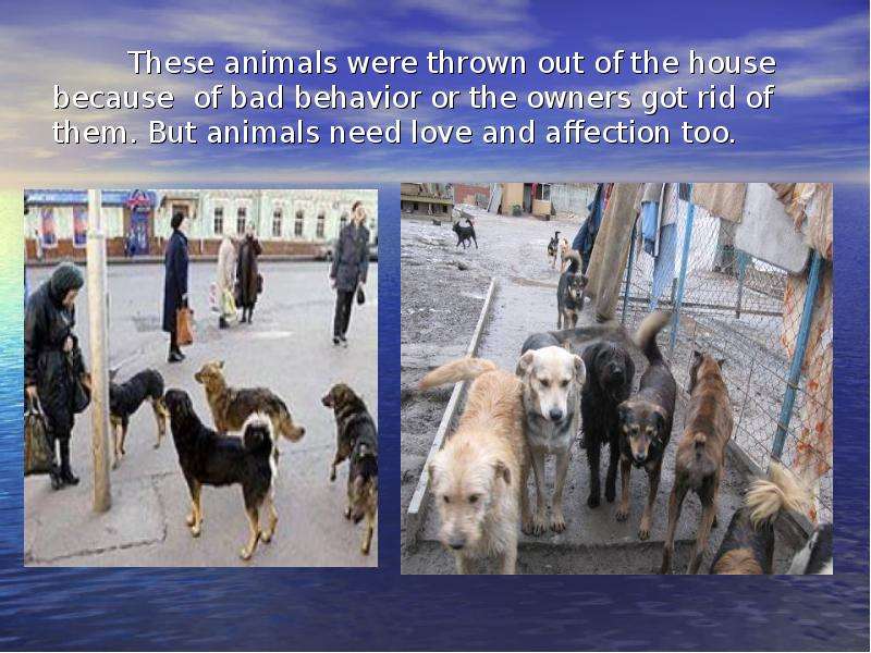 These animals were thrown out