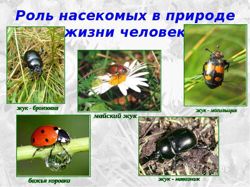 Роль насекомых в природе и