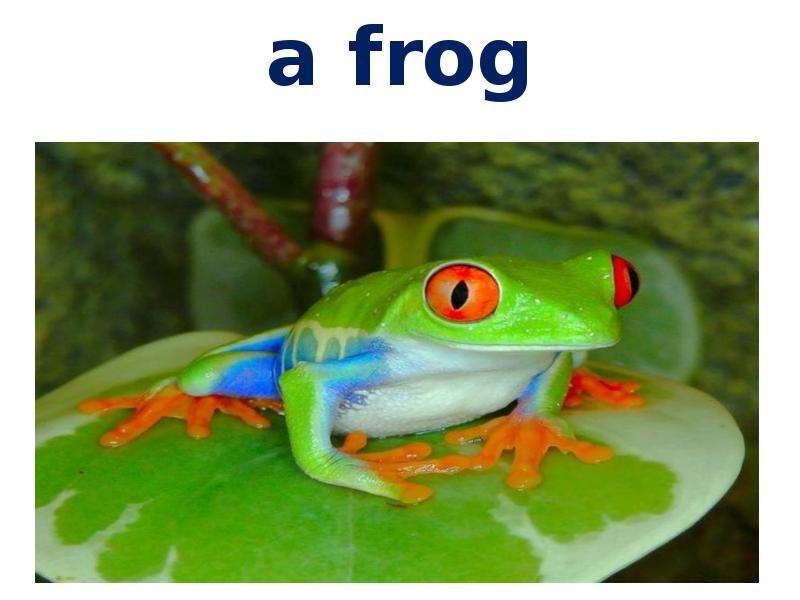 a frog