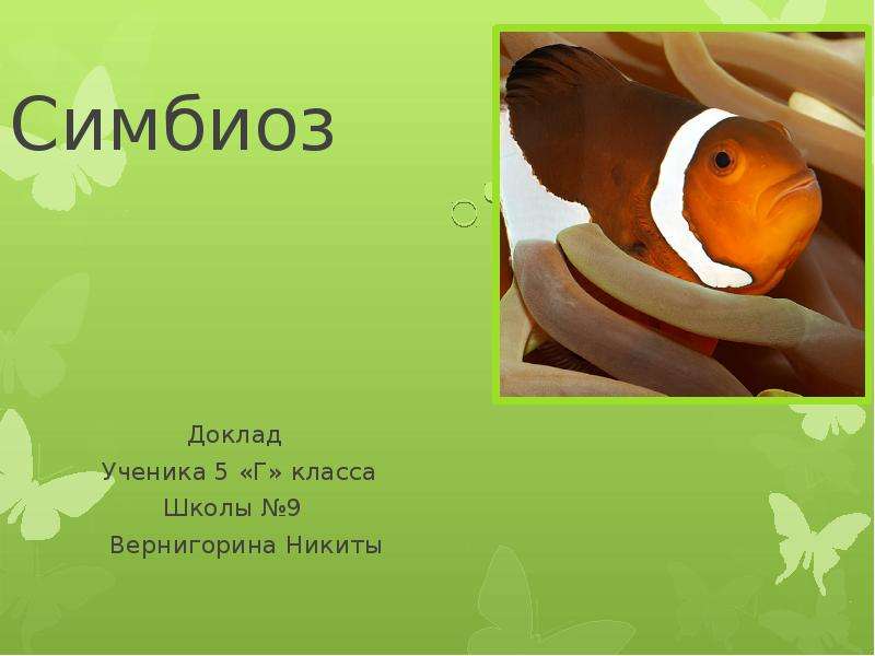 Презентация Симбиоз Доклад Ученика 5 «Г» класса Школы 9 Вернигорина Никиты