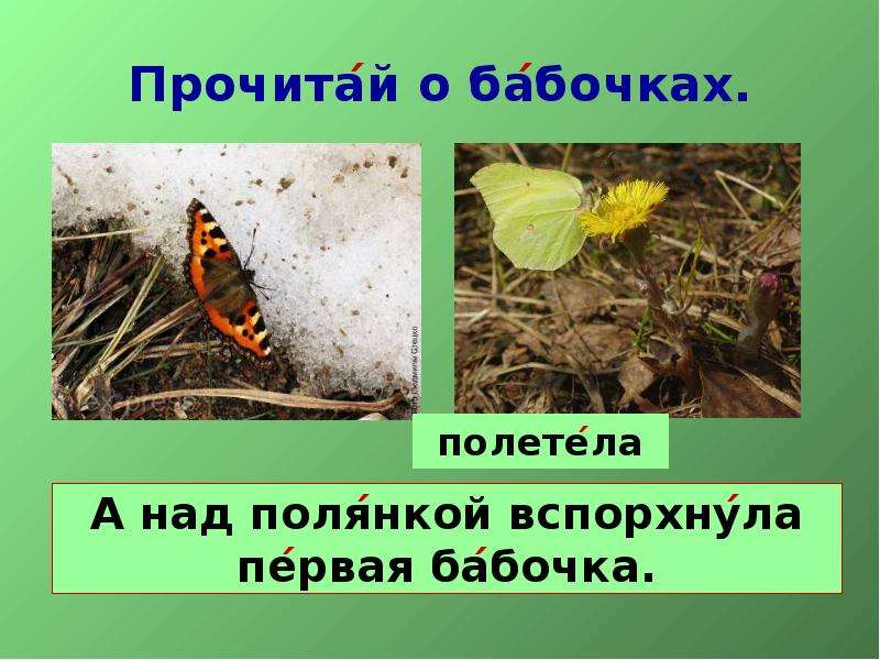 Прочитай о бабочках.