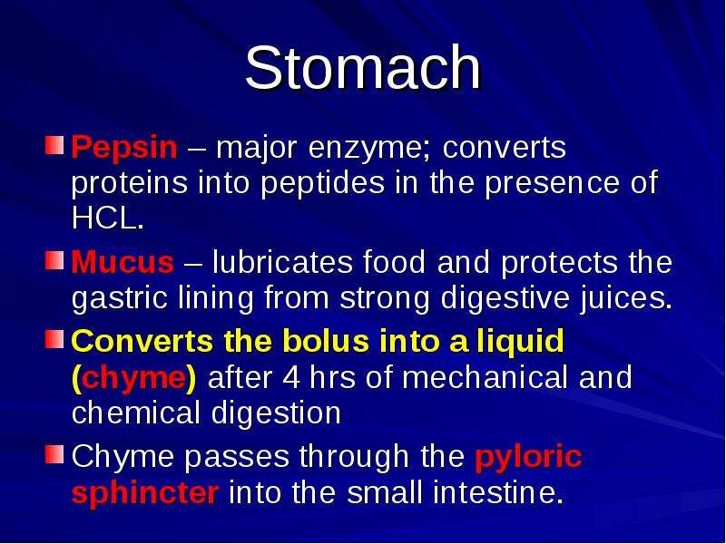 Stomach Pepsin major enzyme