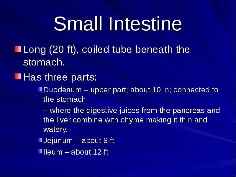 Small Intestine Long ft ,