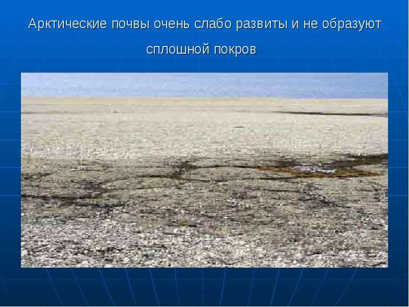 Арктические почвы очень слабо